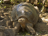 Lonesome George Last Surviver of the Race of the Galapagos Tortoise  Pinta Island  Galapagos