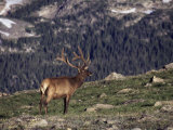 Bull Elk in Velvet Above Timberline
