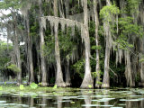 Moss Covered Bald Cypress Trees  Caddo Lake  TX