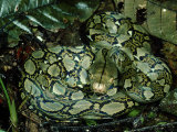Reticulated Python  Python Reticulatus