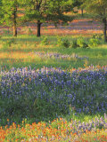Late Afternoon Light on Meadow of Texas Paintbrush and Bluebonnets