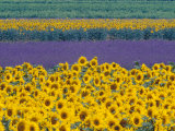 Yellow and Purple Flowers