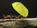 Leaf-Cutter Ants  Carrying Leaves  Costa Rica