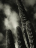 Saguaro Cactus  Kofa Nwa  AZ