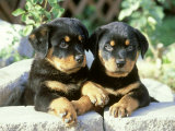 Rottweiler  Puppy Pair Relaxing