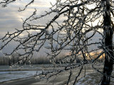 Close View of Tree Branches After Ice Storm