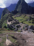 Inca Ruins of Machu Picchu  Llama  Peru