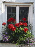 Window Box with Pelargonium & Lobelia  White Painted Wall Clovelly  Devon
