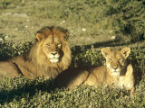 African Lion  Pair  East Africa