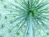 Queen-Annes Lace  Daucus Carota Viewed from Below  Michigan