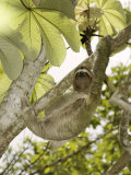 Three-Toed Sloth  Quepos  Costa Rica