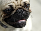 Pug Dog