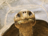 Race of Galapagos Tortoise  Giant Tortoise Breeding Center  Galapagos  Ecuador