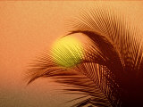 Palm Tree and Sunset