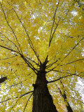 Tree with Autumn Leaves