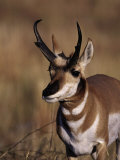 Pronghorn Antelope  Antilocapra Americana