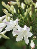 Agapanthus (Polar Ice)  Close-up of White & Pale Pink Flower Head