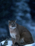 Mountain Lion in Snow  Felis Concolor  MT