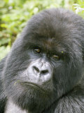 Mountain Gorilla  Male Silverback Portrait  Rwanda