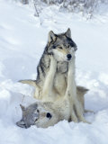 Gray Wolves  Show of Dominance Among Pack  Montana
