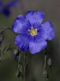 Blue Flax  Belmar Park  Colorado