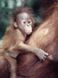 Sumatran Baby Orangutan  Pongo Pygmaeus  Indonesia