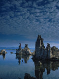 Tofas at Mono Lake  California