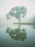 Louisiana  Oak Tree with Reflection