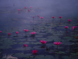 Water Lilies in Pond  Thailand