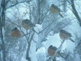 Robins on Branches in Winter  Salida  Colorado