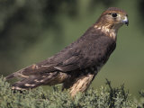 Merlin  Falco Columbarius