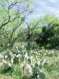Prickly Pear Cactus  Texas