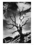 Gnarled Tree  the Black Mountains  Powys  Wales