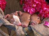 Piglets in Barrel with Flower