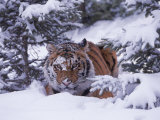 Siberian Tiger  Panthera Tigris Altaica