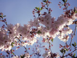 Cherry Blossom