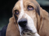 Basset Hound