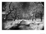 Woods at Loch Fynne  Argyllshire  Scotland