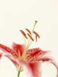 Robrum Lily