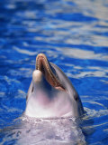 Dolphin  Seaworld  FL