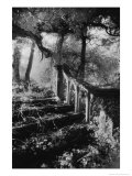 Broken Steps  Charleville Forest  County Offaly  Ireland