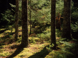 Moss Spruce Trees  Acadia National Park  ME