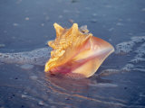 Queen Conch in Sea Foam
