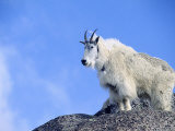 Mountain Goat  Mt Evans  CO