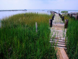 Shoreline and Dock  Chincoteague Island