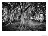 Woods at County Tipperary  Ireland