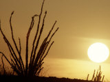 Desert Sunset with Ocotillo  CA