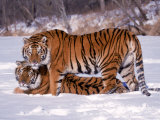 Siberian Tigers