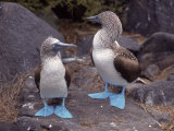 Blue Footed Boobies  Ecuador