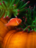Clown Fish & Anemone  Truk Lagoon
